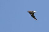 20140908_Oosterse Vorkstaartplevier_Stinkgat_3